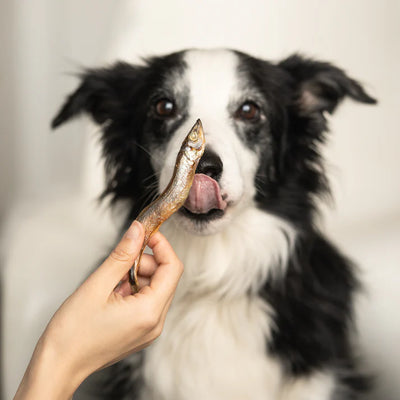 Waita Freeze-Dried Capelin for Dogs & Cats 40g – Whole Fish Omega-3 Skin & Coat Treat