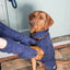 Red Fox Labrador in a navy Ruff and Tumble dog drying coat having paws dried with matching Ruff and Tumble drying mitts, ideal for drying wet dogs after walks or baths, available at Amy’s Pet Supplies.
