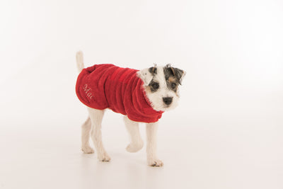 Small terrier wearing a red Ruff and Tumble dog drying coat with embroidered name Mac, made from double-layered cotton towelling, ideal for post-bath or wet walks, available at Amy’s Pet Supplies.