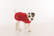 Small terrier wearing a red Ruff and Tumble dog drying coat with embroidered name Mac, made from double-layered cotton towelling, ideal for post-bath or wet walks, available at Amy’s Pet Supplies.