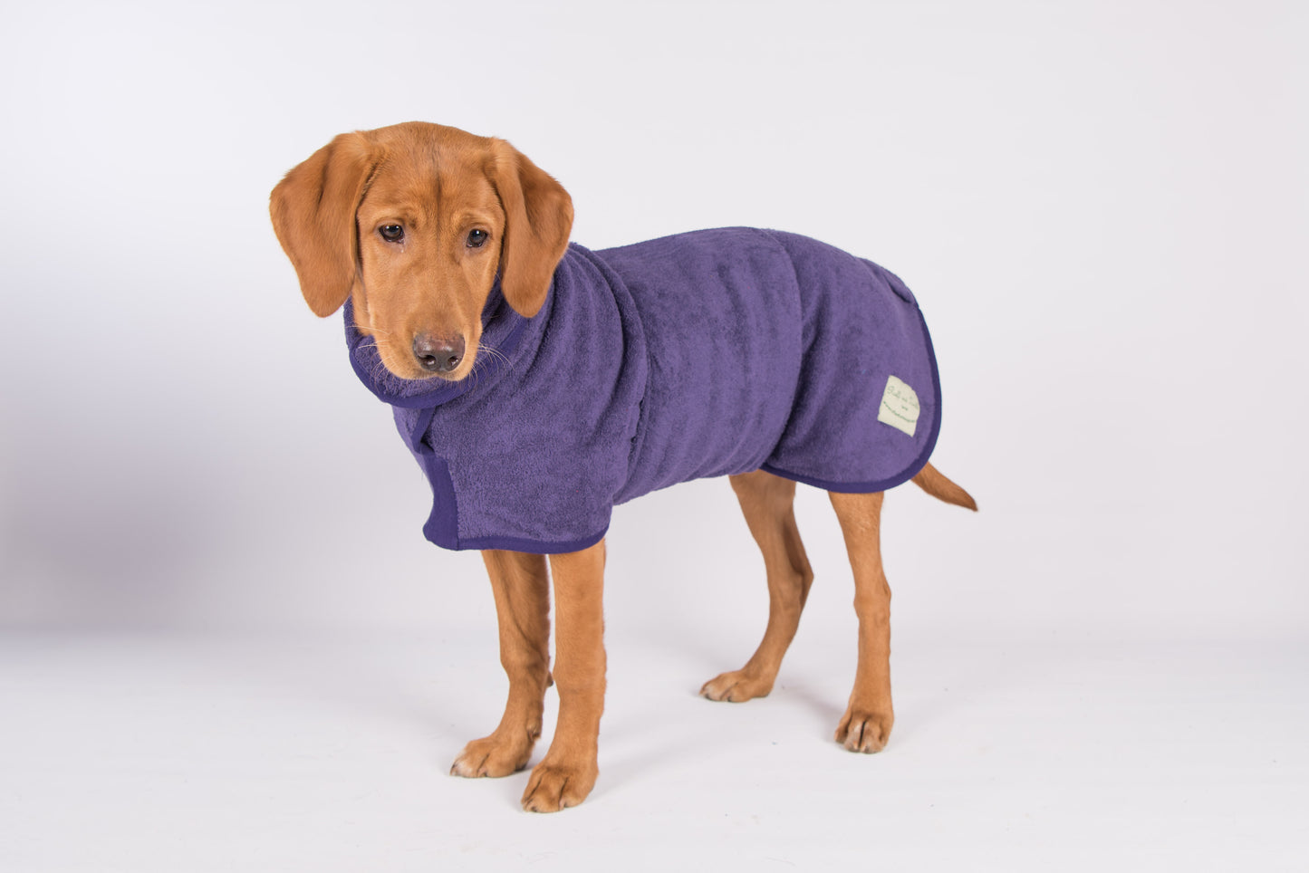 Golden retriever puppy wearing a purple Ruff and Tumble dog drying coat, made from double-layered cotton towelling for quick drying and warmth after wet walks or baths, available at Amy’s Pet Supplies.