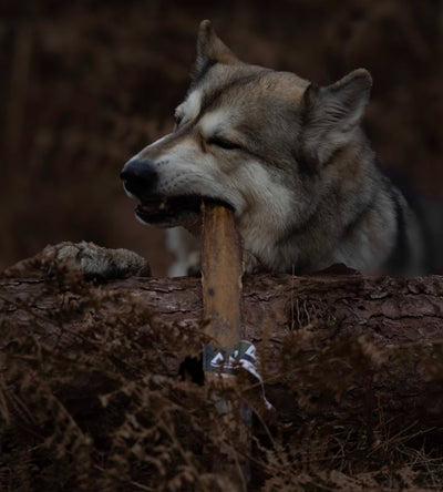 Large wolf-like dog chewing an Anco Giant Buffalo Biltong while perched on a fallen log, highlighting size and toughness of the natural chew.