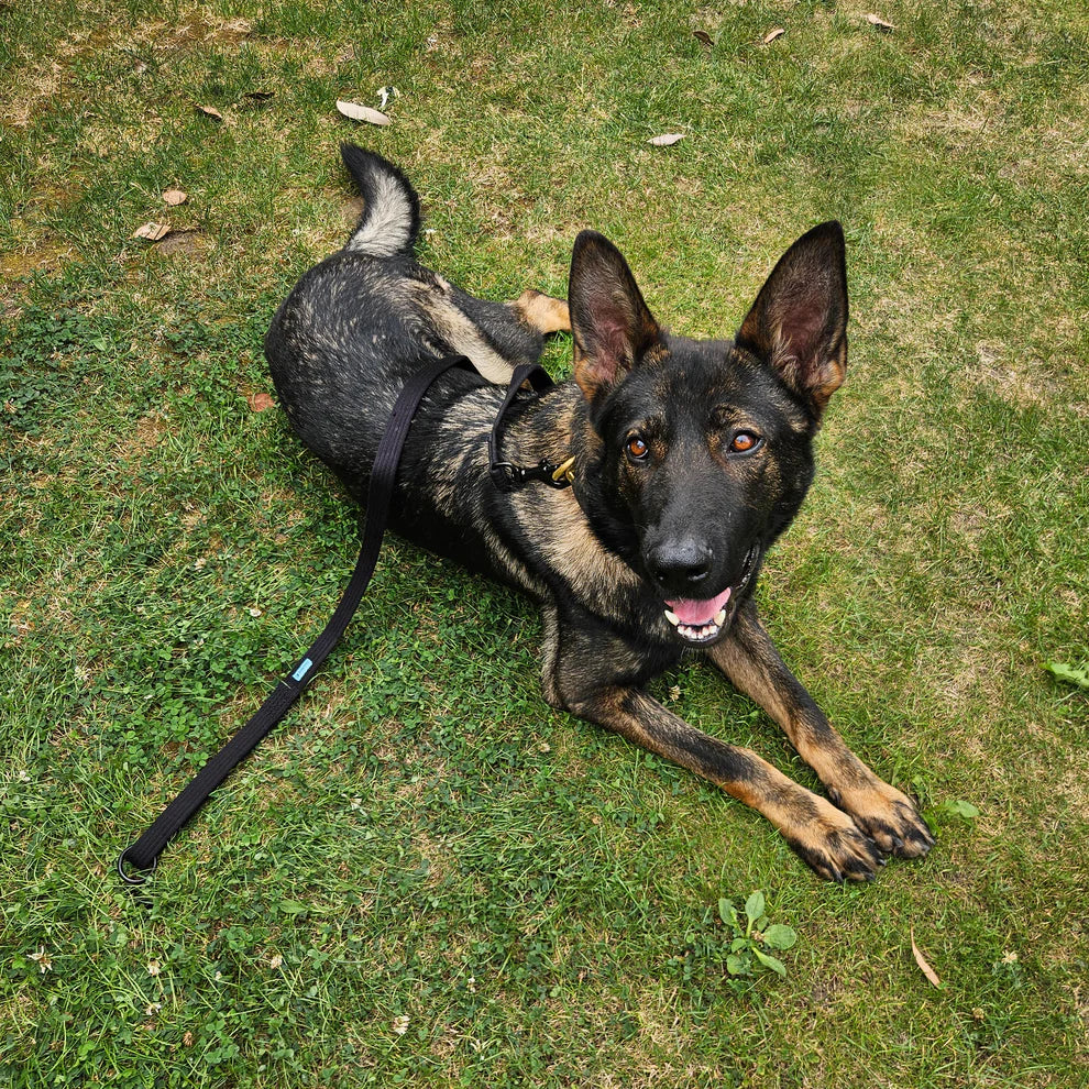 Zero Pro General Purpose Dog Lead – Tactical Training Lead (1.45m, Heavy Duty, Bamboo Fibre)