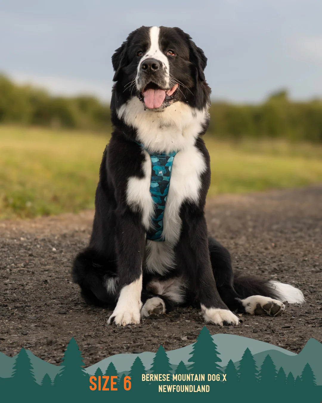 Twiggy Tags Adventure Harness 2.0 – Lagoon