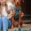 Twiggy Tags Adventure Harness 2.0 – Lagoon