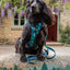 Twiggy Tags Adventure Harness 2.0 – Lagoon