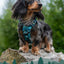 Twiggy Tags Adventure Harness 2.0 – Lagoon