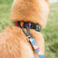 Geometric Collar, Lead, Harness