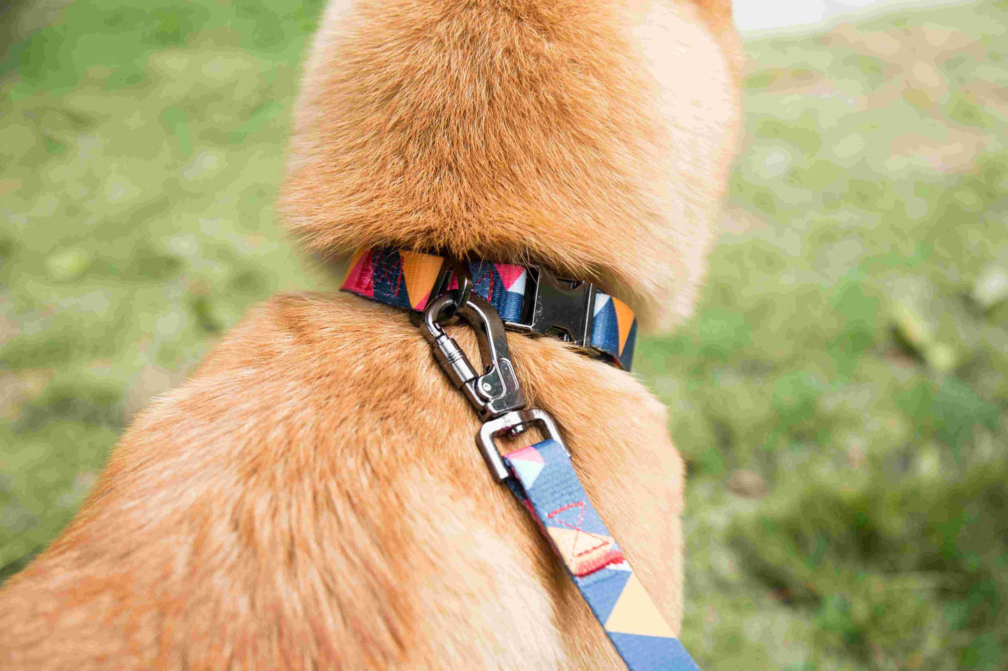 Geometric Collar, Lead, Harness