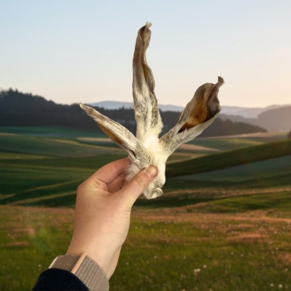 Rabbit Ear single.