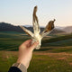 Rabbit Ear single.