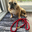 Make Your Own Dog Lead Craft Kit - Valentine's Day Heart Pattern