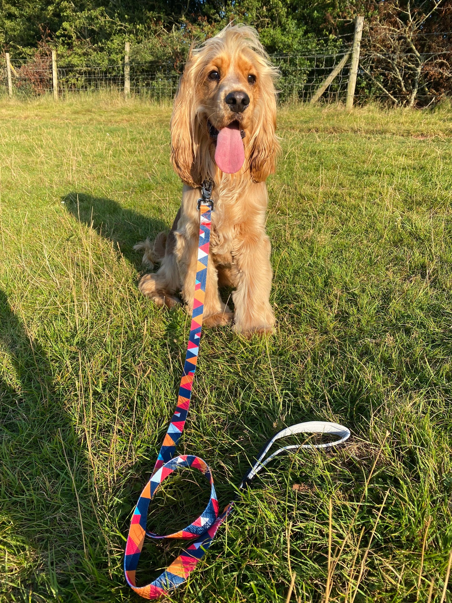 Geometric Collar, Lead, Harness