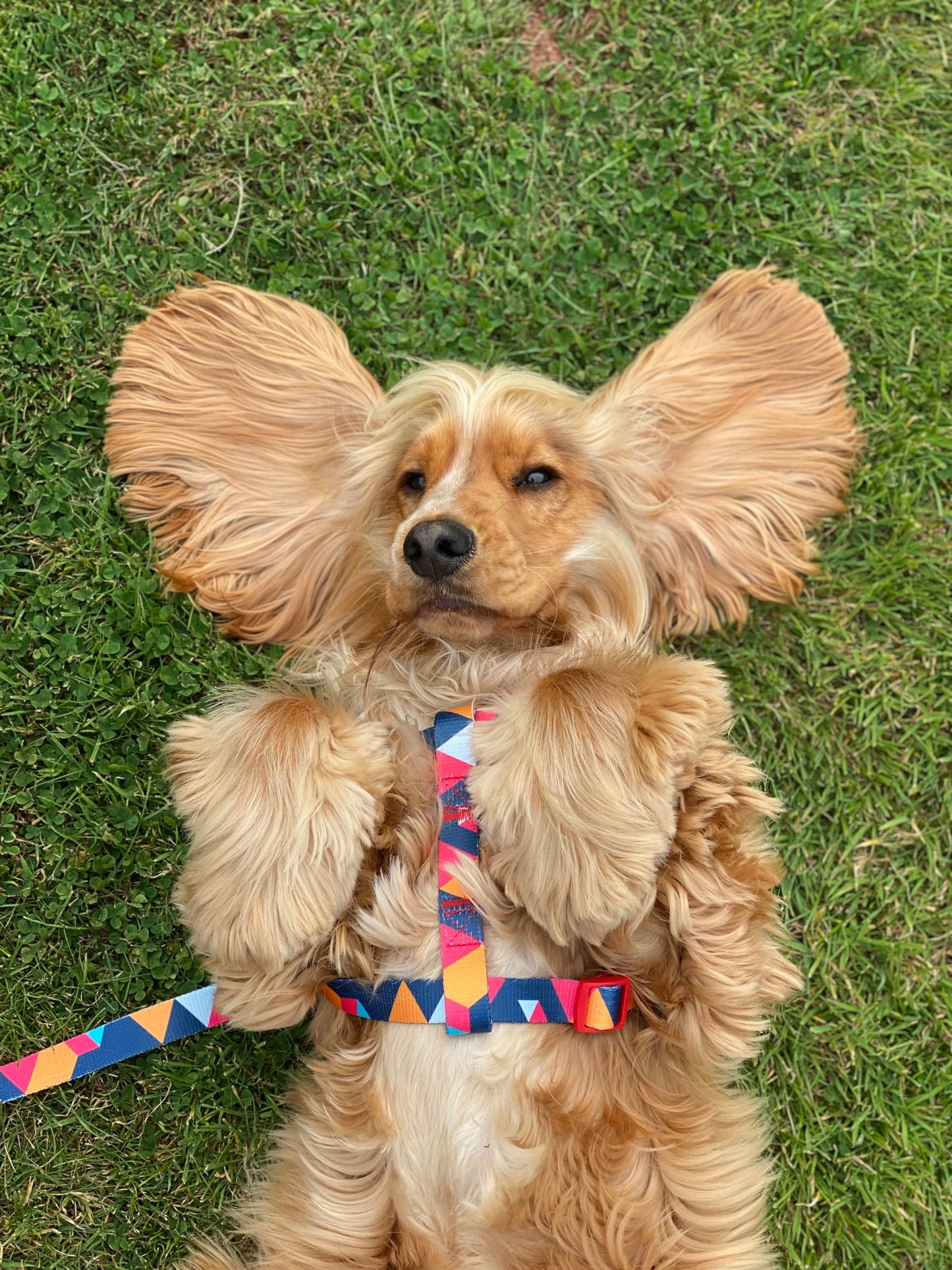 Geometric Collar, Lead, Harness