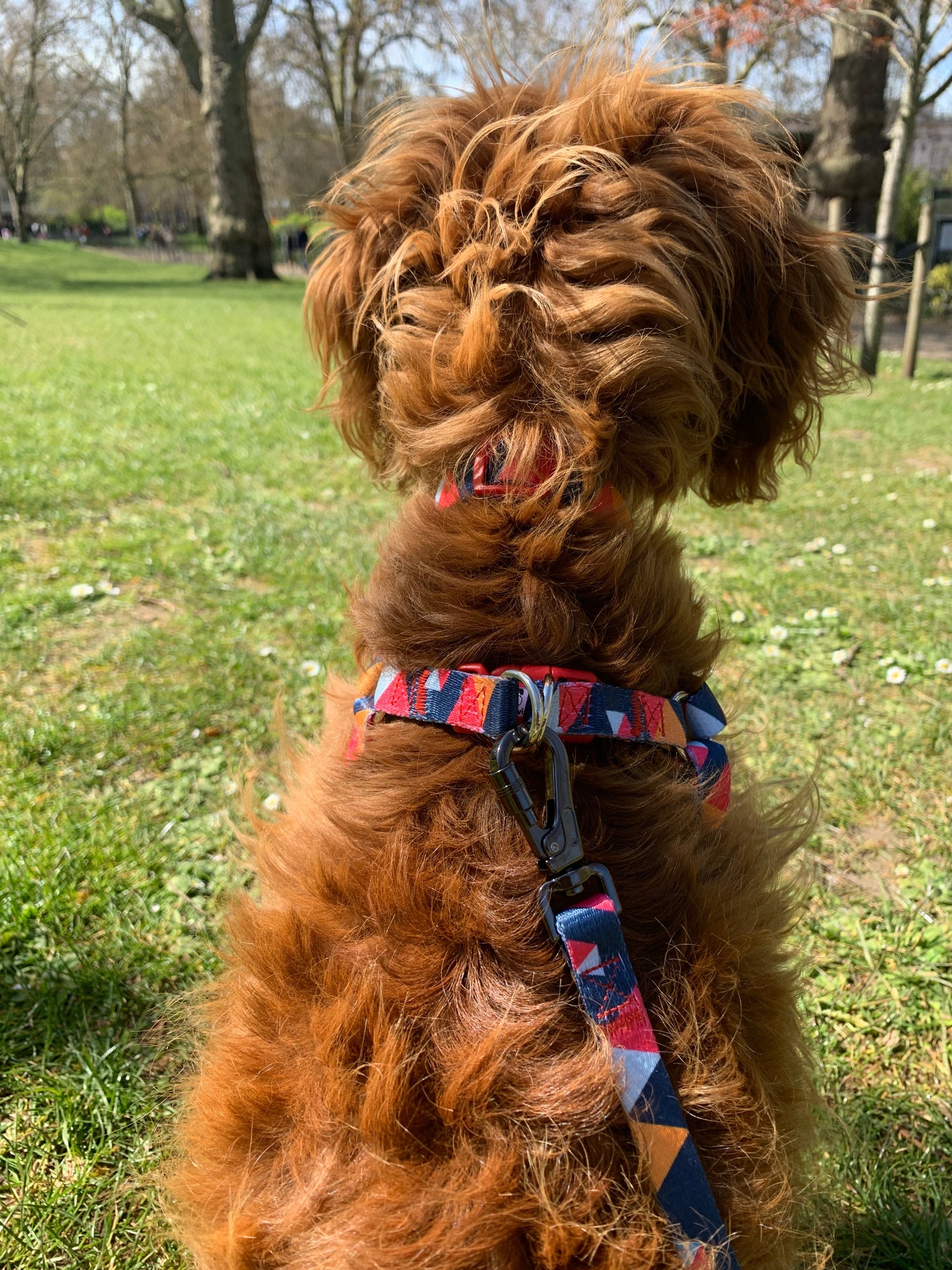 Geometric Collar, Lead, Harness
