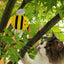 🐝 V-Pet Bee Catnip Toy – Eco-Friendly Cat Enrichment Toy