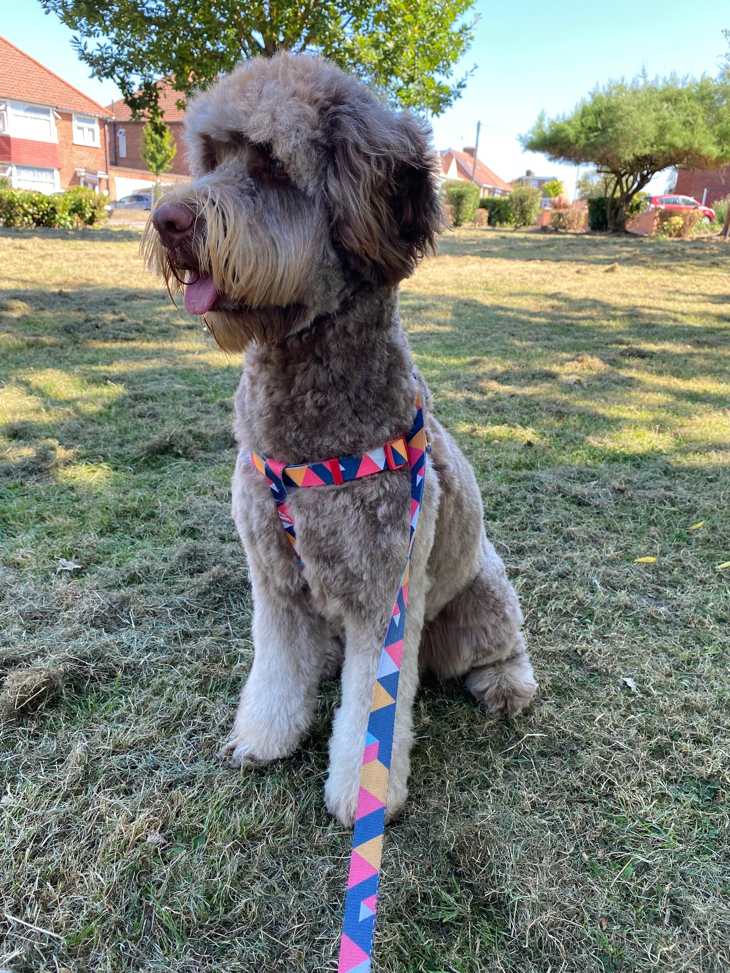 Geometric Collar, Lead, Harness