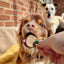 Mrs Cook's Fish Cakes Value Pack - Dog Treats