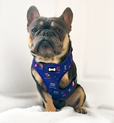 Pup Chic Zodiac Zoomies Adjustable Dog Harness