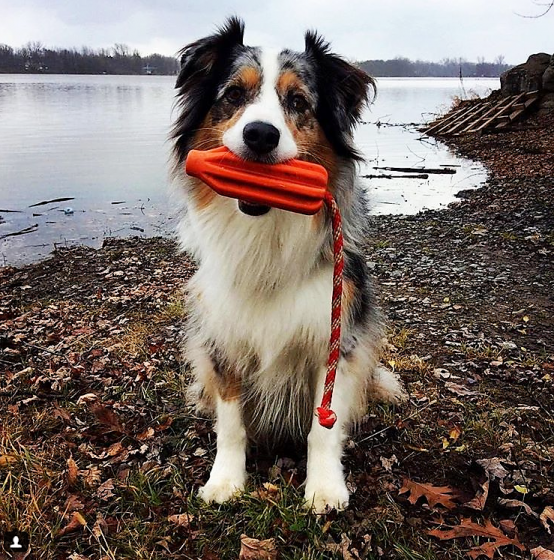 Australian Shepherd dog sitting by a lake holding a bright orange Sodapup Rocket Toy with red rope, perfect for outdoor fetch and water play