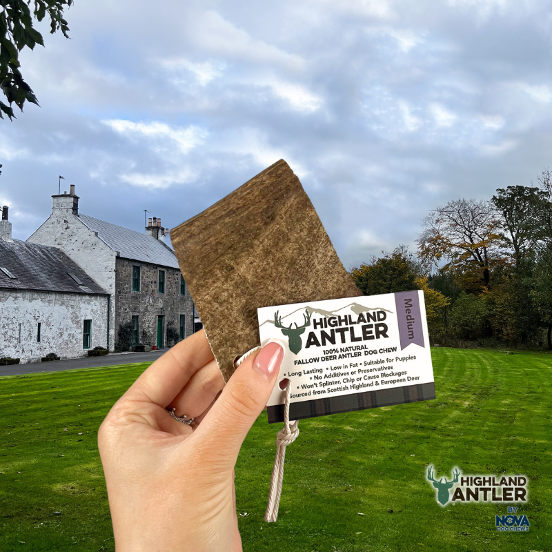Fallow Antler Natural Dog Chew - Large