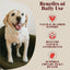 Happy dog showcasing Hackney Dog House Urinary Cranberry Topper benefits; natural bladder support, antioxidants, and urinary tract health supplement for dogs