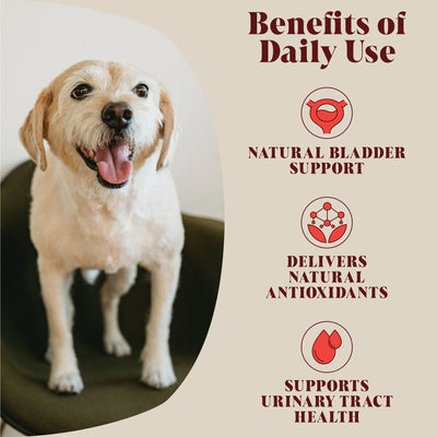 Happy dog showcasing Hackney Dog House Urinary Cranberry Topper benefits; natural bladder support, antioxidants, and urinary tract health supplement for dogs