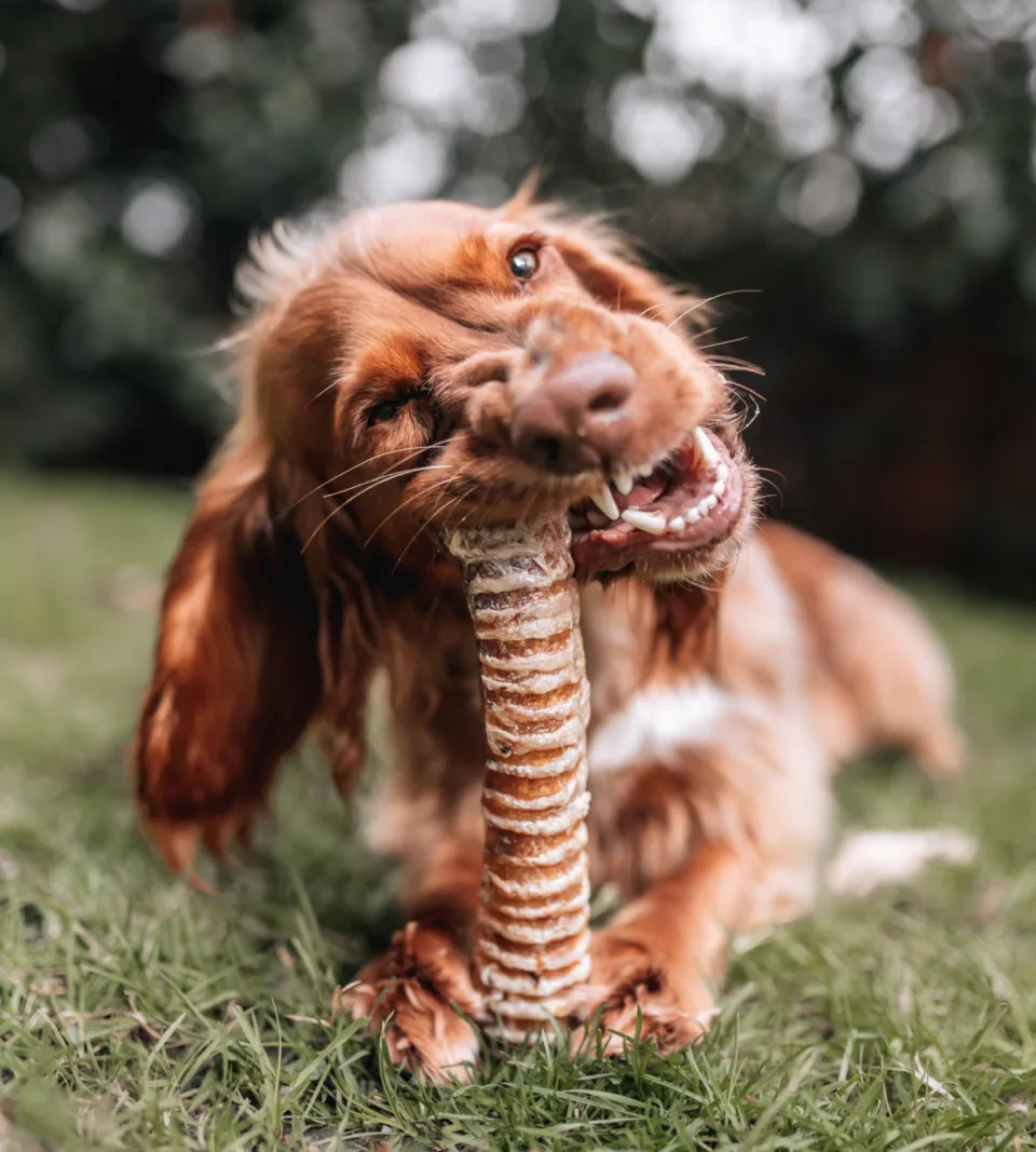 Anco Naturals Bully Tube beef trachea chew held by a brown dog