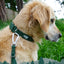 Twiggy Tags Tidal Waterproof Dog Collar – Fern