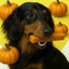 Pumpkin Yak Dog Chew