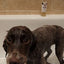 Pup Chic -Natural Dog Shampoo - Aloe Vera & Oatmeal
