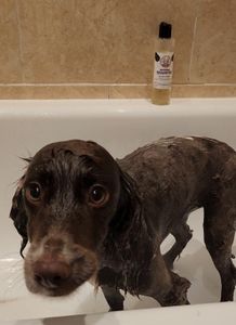 Pup Chic -Natural Dog Shampoo - Aloe Vera & Oatmeal