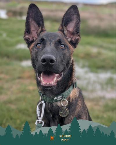 Twiggy Tags Tidal Waterproof Dog Collar – Fern.