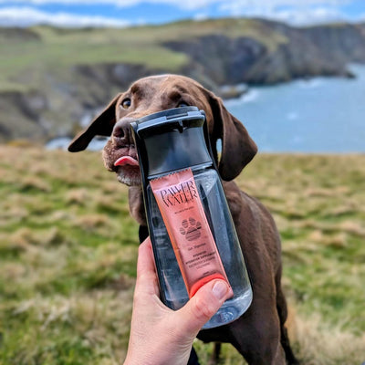 Pawer Water Gut Support (5-sticks Pouch)