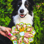Dog holding a colorful treat holder with food in a grassy outdoor setting