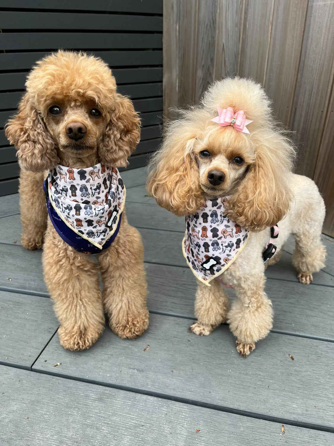 Pup Chic - Dog Cooling Bandana -  Oodles of Poodles