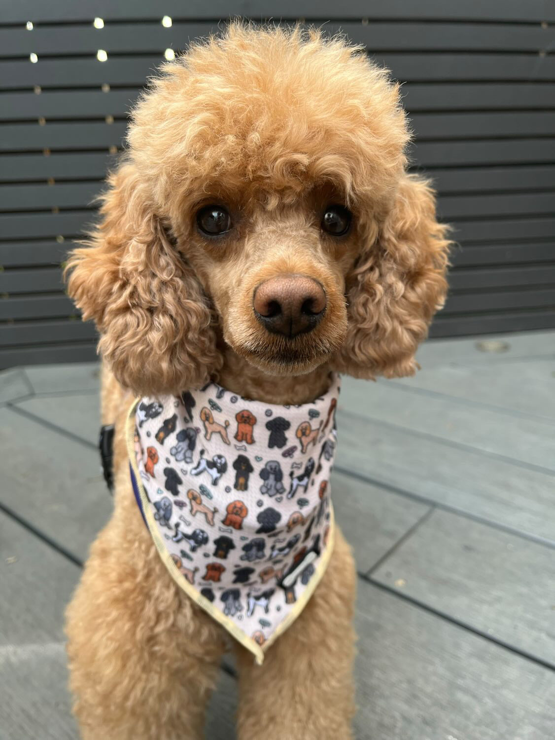 Pup Chic - Dog Cooling Bandana -  Oodles of Poodles