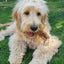 JR Beef Air Pipe 200g Natural Dog Treat