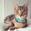 KITTYRAMA MEADOW CAT COLLAR - Quick Release, Breakaway, Hypoallergenic