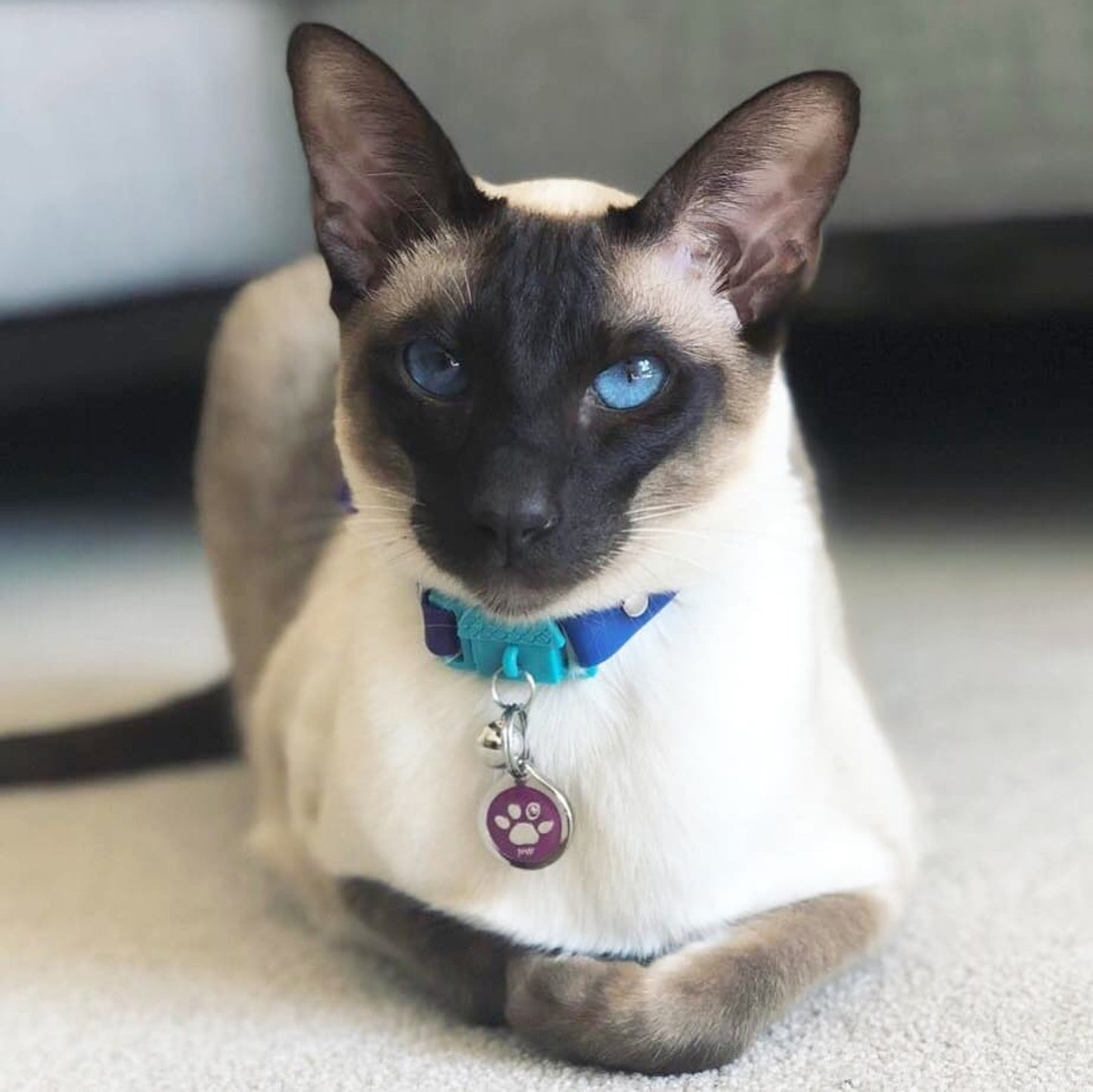 KITTYRAMA MONTE CARLO CAT COLLAR - Quick Release, Breakaway, Hypoallergenic