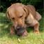 Dog investigating an Örva Acorn treat-dispensing enrichment toy on grass