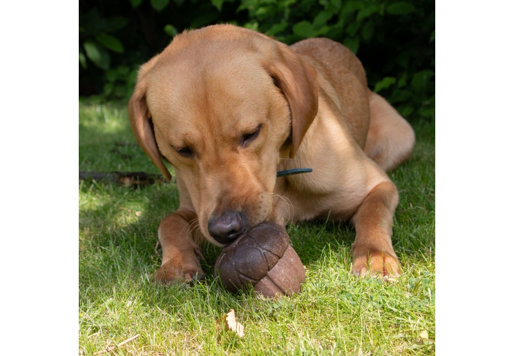 Dog investigating an Örva Acorn treat-dispensing enrichment toy on grass