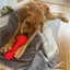 Dog enjoying the red Örva Brain Treat Dumbbell enrichment toy on a bed