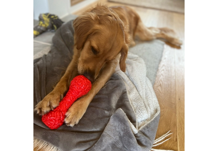 Dog enjoying the red Örva Brain Treat Dumbbell enrichment toy on a bed