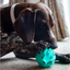 Dog investigating a turquoise Örva Hedgehog treat-dispensing enrichment toy