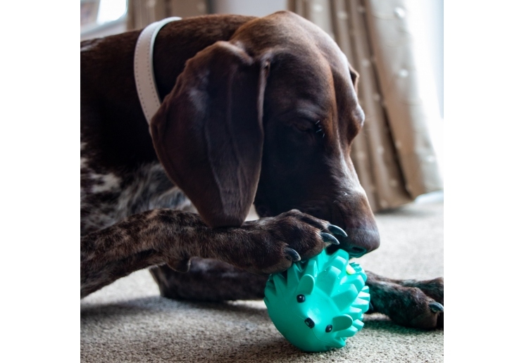 Dog investigating a turquoise Örva Hedgehog treat-dispensing enrichment toy