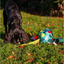 Dog sniffing for treats beside the Örva Interactive Snuffle Ball outdoors