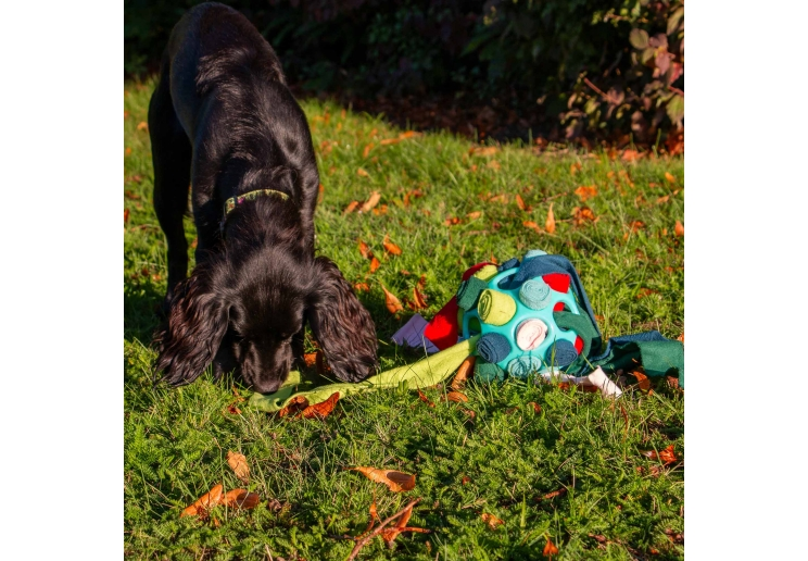 Dog sniffing for treats beside the Örva Interactive Snuffle Ball outdoors