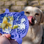 Purple Örva Pufferfish Lick Mat topped with food with a dog in the background