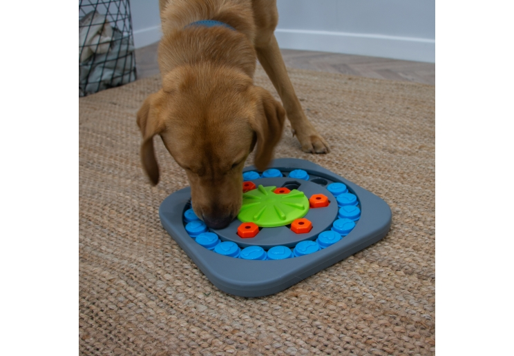 Dog exploring the treat compartments of an Örva Puzzle Wheel indoors